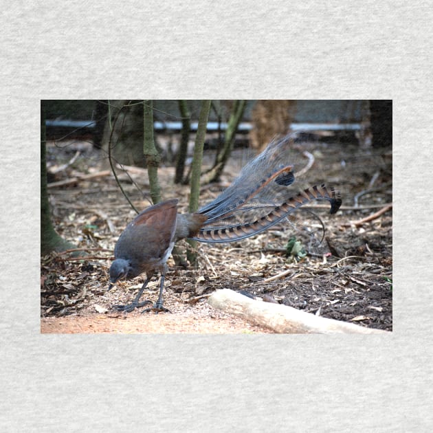 Lyrebird Display by GP1746